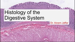 Histology of the Digestive System [upl. by Aloiv]