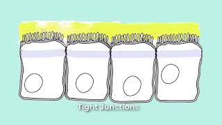 Cell Junctions for Anatomy and Physiology  Gap Cadherens Adherens Anchoring Tight Desmisomes [upl. by Colleen]