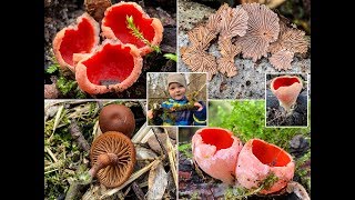 Pilze im März  02032019  Prachtbecherlinge ohne Ende im Auwald  Scarlet elf cup [upl. by Bordy]