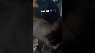 Cat batviralfunnycutecat [upl. by Merlina50]