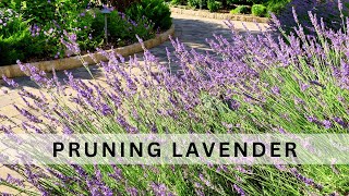 When Why and How to Prune Lavender [upl. by Glavin]