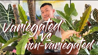 Variegated VS nonvariegated plants [upl. by Him]