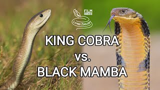 King cobra vs Black mamba  Battle of the deadly snakes [upl. by Natsirk]