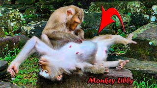 Livestream Compilations OF monkey Libby amp her pregnancy situations 💞💞💞 [upl. by Ahsal]