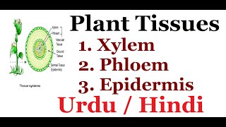 Explain Plants Tissues Epidermis Xylem Phloem Mesophyll tissue Urdu  Hindi [upl. by Eibreh788]