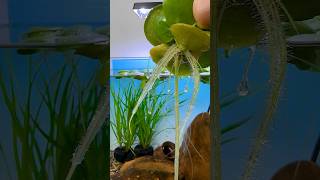 Green Root Floater fishaquarium aqauticplants fishtanksetup toopa fish aquarium [upl. by Chaunce158]