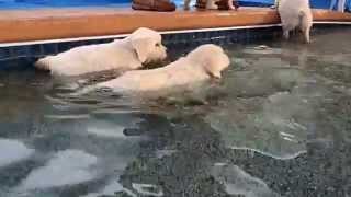 English Cream Golden Retriever Puppies First jump amp swim [upl. by Akitnahs]