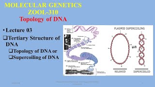 Tertiary Structure of DNA Topology of DNA Supercoiling Significance of topology or supercoils [upl. by Eerahc107]