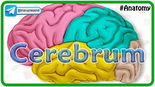 Cerebrum Anatomy Animation  Gyri and Sulci Surfaces Functional areas of cerebral Hemisphere [upl. by Ahcsat]