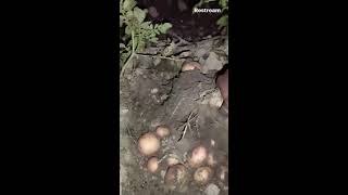 See how we harvest potatoes in AfricaASMRAFRICAN village [upl. by Akinam459]