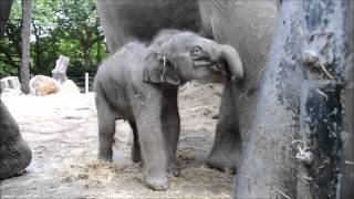 Olifantje geboren in Diergaarde Blijdorp  Asian elephant born in Rotterdam zoo [upl. by Felita139]