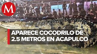 Aparece cocodrilo de 25 metros en zona turística de Acapulco [upl. by Tinor506]