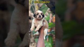 lhasa APSO puppies available  FOR ENQUIRIES 6282106212 RAHUL KOCHI  Lhasa apso sale  Lhasa apso [upl. by Aeynod978]