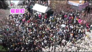 世田谷・桜新町のさくらまつりCherry blossoms festival of Setagaya and Sakurashimmachi [upl. by Radford]