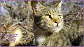 The Feral Cats of Western Australia and other Wildlife  Deadliest Pests Down Under 🦘 [upl. by Rotceh]