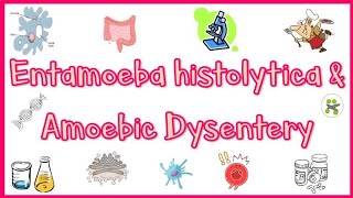 Amebiasis Amoebic Dysentery  Pathogenesis Clinical presentation Diagnosis amp Treatment [upl. by Yeldud]