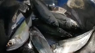 Removing fish gills🐟 satisfyingcleaning [upl. by Saturday698]