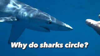 Why do sharks circle [upl. by Switzer]