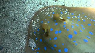 Bluespotted ribbontail ray Red Sea 201011 m2t [upl. by Florentia86]