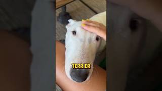 The fascinating bull terrier bullterrier dog [upl. by Nils]