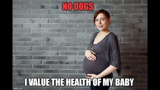 Jealous dog simp husband endanger the mother and unborn child Dogs DO NOT protect pregnant moms [upl. by Salomo]