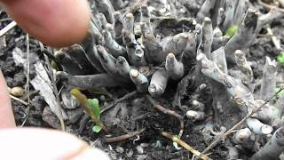 Spores coming off Xylaria polymorpha  Dead Mans Fingers fungus [upl. by Adnwahsat]