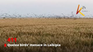 Quelea birds’ menace in Laikipia [upl. by Ailehs]