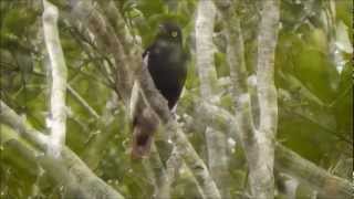 Whitewinged Cotinga  Anambédeasabranca  Xipholena atropurpurea [upl. by Evelinn]