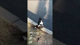 Scary Magpies Swooping Drone in Australia [upl. by Honniball]