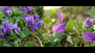 Larscarvingwilde Veilchen in der Natur Growing wild violets flowers YouTube [upl. by Longtin641]