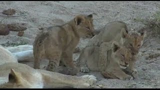 Safari Live  The Nkuhuma Pride and Cubs as seen on drive this afternoon July 18 2016 [upl. by Stouffer]