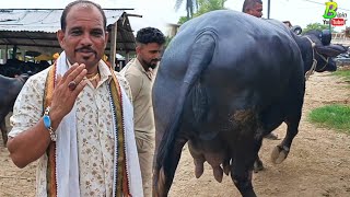 अच्छी भैंस यहा मिलती है सोच समझ कर खरीदी करें  Buffalo Mandi in Uttar Pradesh  Bipin Singh [upl. by Diba714]