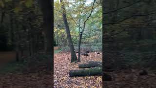 Thorndon Country Park Part 3  Brentwood 🌳 New Adventures [upl. by Akilat]