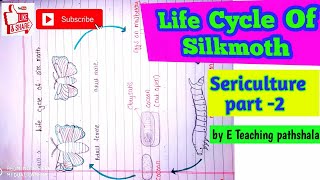 sericulture B sc 3rd year zoologylife cycle of silkworm bombyx mori [upl. by Trixi]