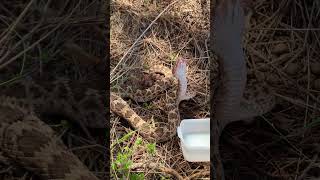 Sharing some water with a beautiful Huamantlan Rattlesnake [upl. by Enos]