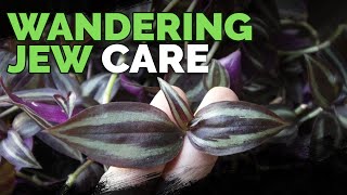 Wandering Jew Plant Care Growing Tradescantia Zebrina [upl. by Dilahk]