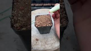 Simple Guide to 10000 Succulent Propagations succulent plants garden [upl. by Dhu]