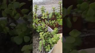 Jade plant care tips homegardening jade jadeplantcare shortsvideo viralshort shorts [upl. by Buyer]