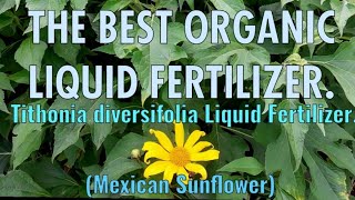 How To Prepare Tithonia diversifolia Liquid Fertilizer [upl. by Aneleairam]