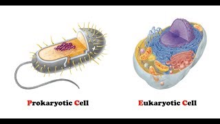 Difference Between Prokaryotic and Eukaryotic Cells  AgriBioTech [upl. by Wemolohtrab396]