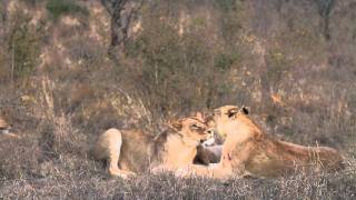 Tailless Lioness Reunites with Tsalala Lion Pride  Londolozi [upl. by Reginnej269]