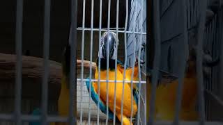 Parrot talking viralvideo parrot parrottalking parr [upl. by Inaffyt]