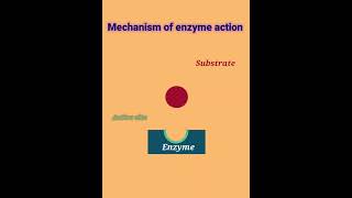 mechanism of Enzyme action enzyme action [upl. by Gabor]