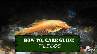 How To Care Guide Pleco or Plecostomus [upl. by Sumner]