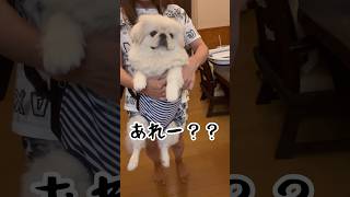 通販失敗。体重でLサイズ買ってみたら…寸足らず😂pekingese ペキニーズ ペキちゃんわんちゃん pekinesedog 可愛い 犬のいる生活 shorts [upl. by Stempson]