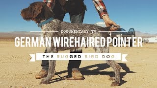 ALL ABOUT GERMAN WIREHAIRED POINTERS [upl. by Nylarak531]