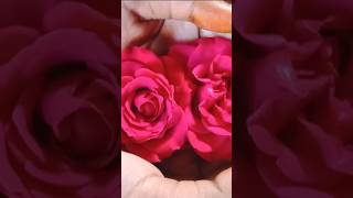 Pookal pookum tharunam  natishavlogflowers shortfeed trending [upl. by Kylie]