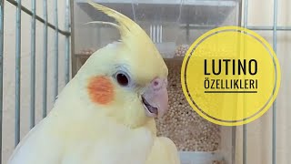 Lutino Sultan papağanı özellikleri [upl. by Ketty]