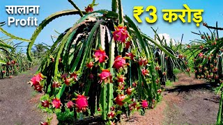 कैसे 30 एकड़ ड्रैगन फ्रूट खेती से हुआ 3 करोड़ का मुनाफा  Dragon Fruit farming plant cutting [upl. by Hanleigh]