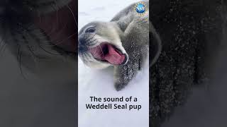 Noisy Baby Seal shorts antarctica seal [upl. by Oilasor56]